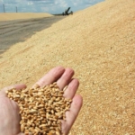 Экспорт пшеницы 3 класса мягких сортов из Ростова-на-Дону.